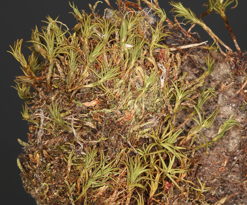 Polytrichastrum septentrionale